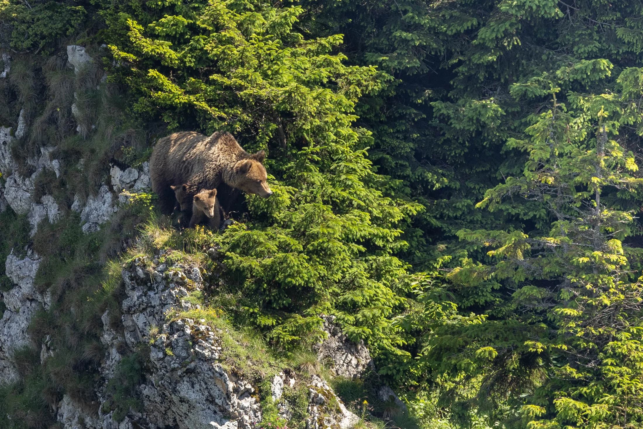 wildlife-photo-tour